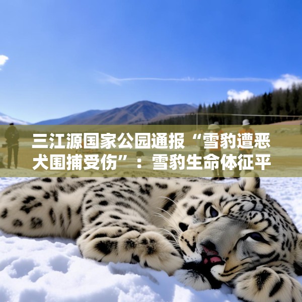 三江源国家公园通报“雪豹遭恶犬围捕受伤”：雪豹生命体征平稳，两只牧羊犬伤重死亡